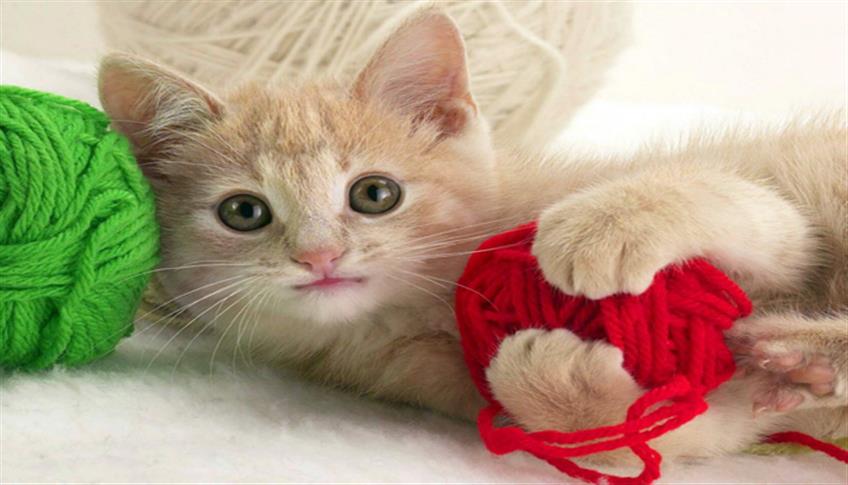 Accessori curiosi, utili e sfiziosi per il tuo gatto Accessori curiosi, utili e sfiziosi per il tuo gatto